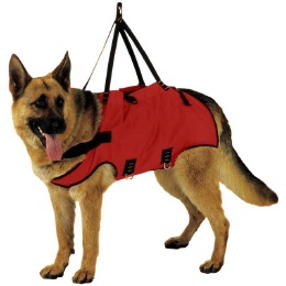 Hundegurte